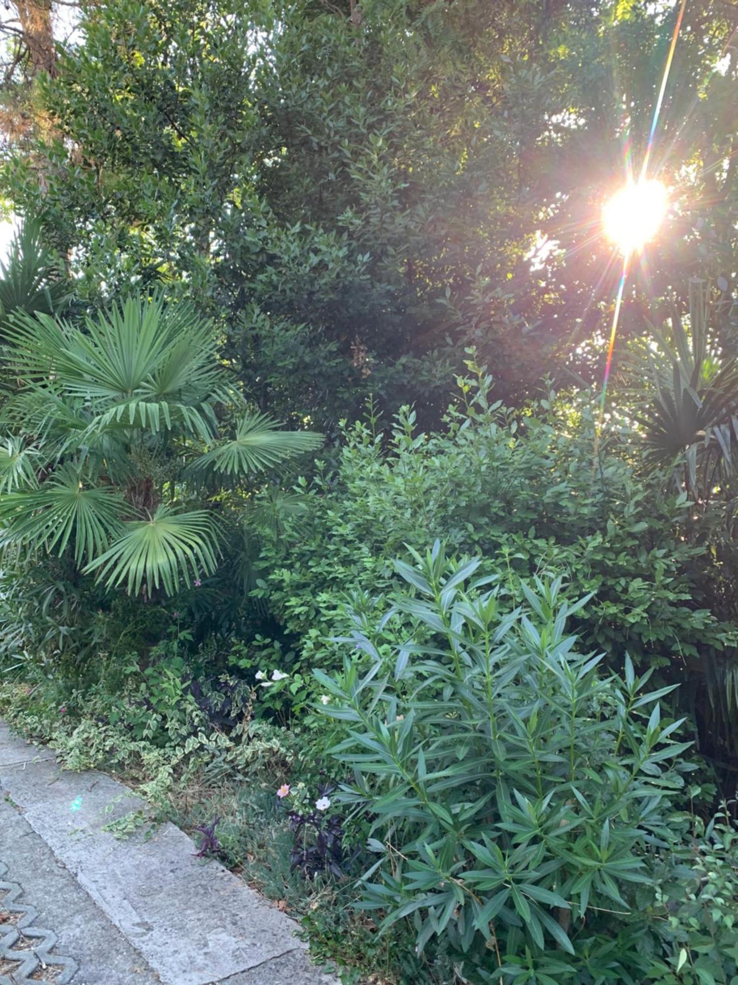 Sheltered Green Oasis In 奥帕提亚 外观 照片
